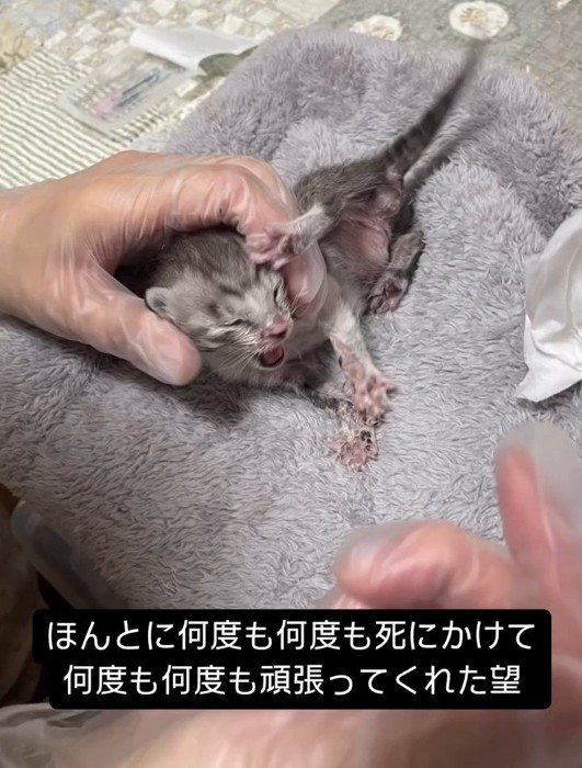 体を押さえられている子猫