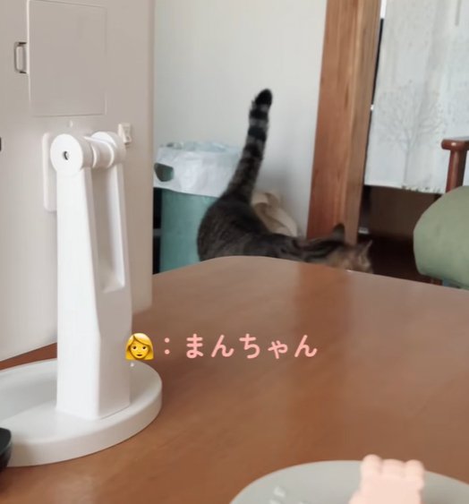 リビングをウロウロする猫（まんちゃん）