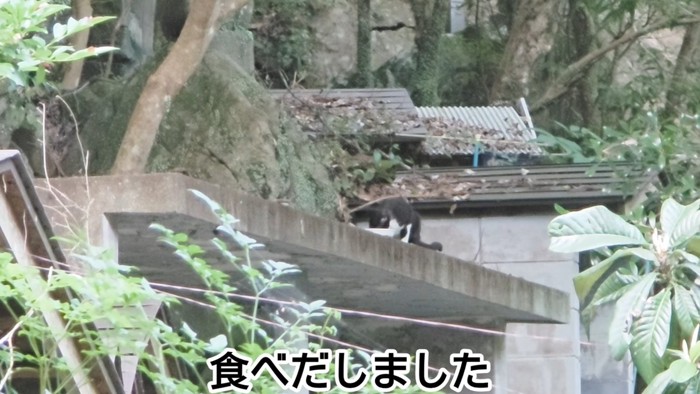 遠くでごはんを食べる猫