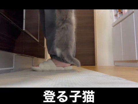 人の足を登っていく子猫