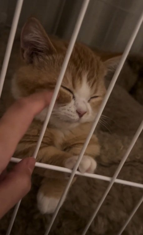ケージの中でほっぺをなでられている子猫