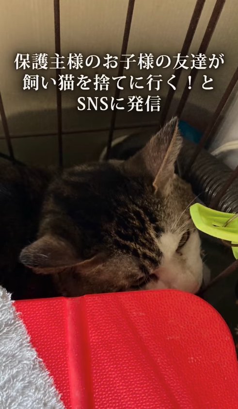 ケージの隅でうずくまる猫の顔アップ