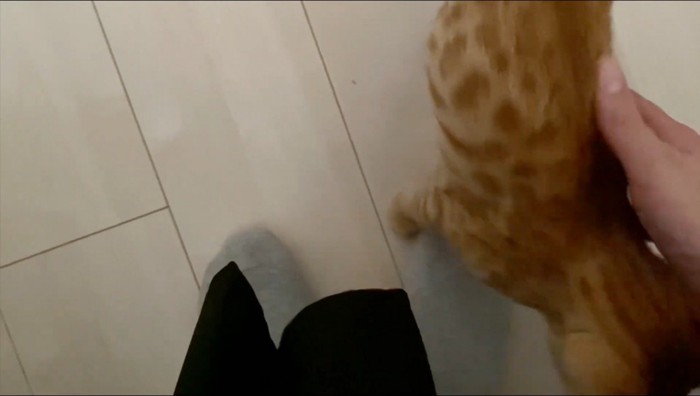 飼い主の足元から離れない猫