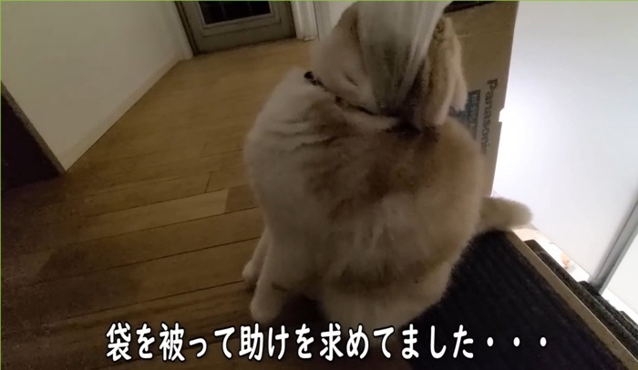 袋の持ち手が顔に引っかかっている猫