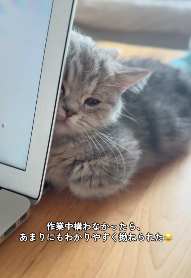 拗ねている猫
