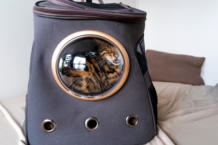 キャリーバッグにいる猫