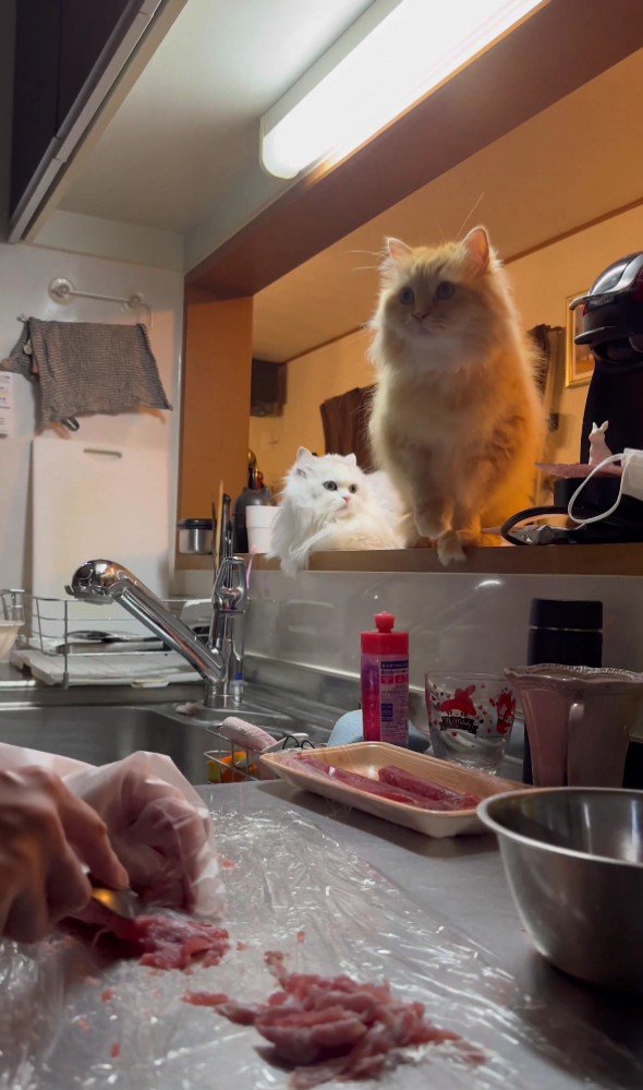 キッチンを見ている猫