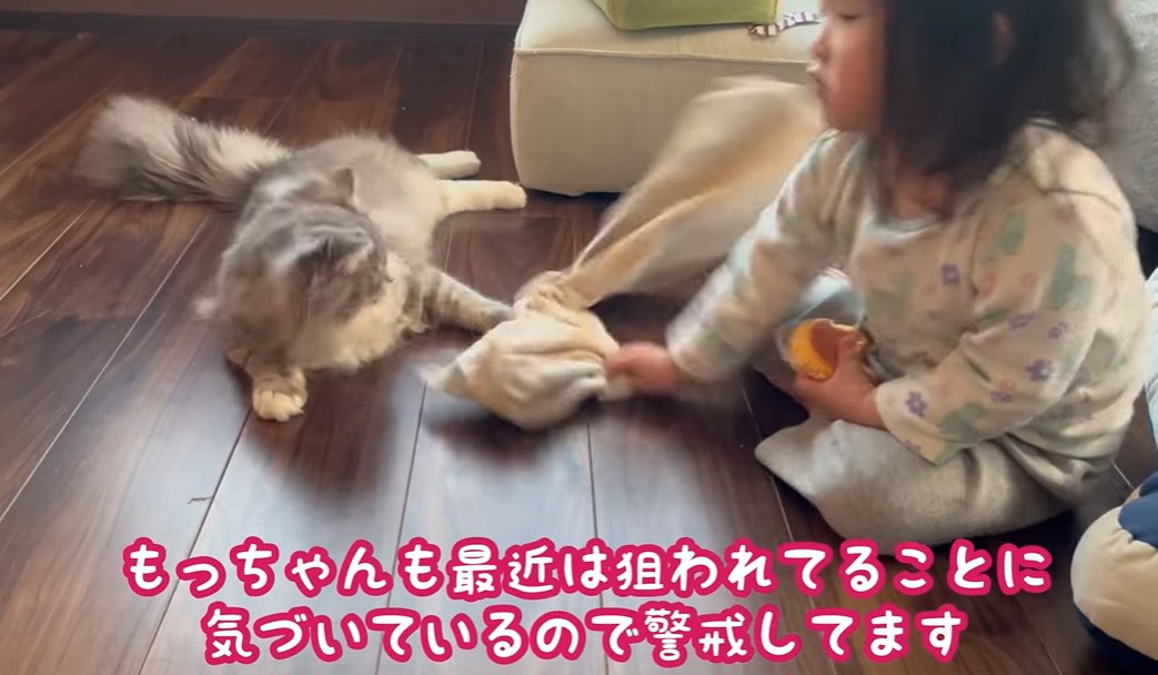 タオルを猫に向かって振り回す子供