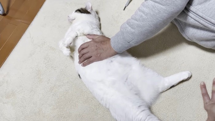 顔だけ横を向いた姿