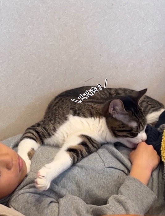 手を舐める猫