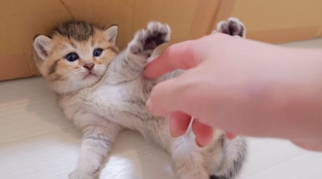 仰向けになった子猫