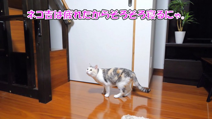 見上げる猫