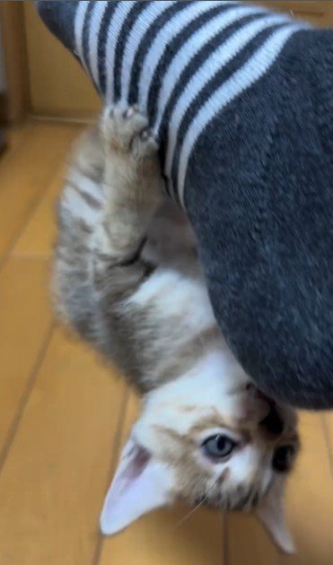 人の足に掴まってぶら下がっている子猫