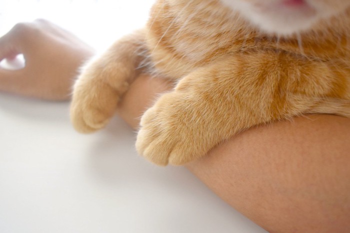 腕に手を乗せている猫