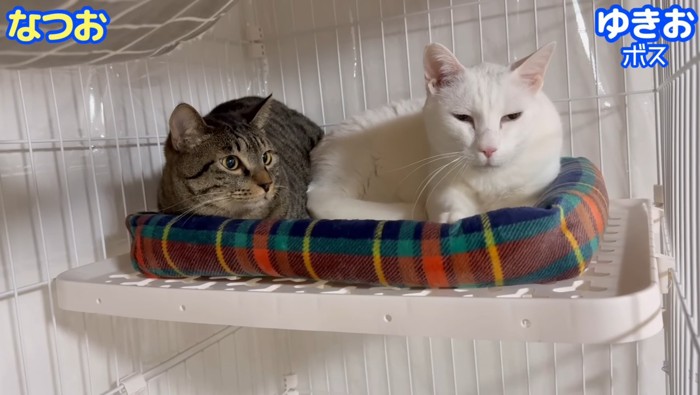 なつおくんとゆきおくん