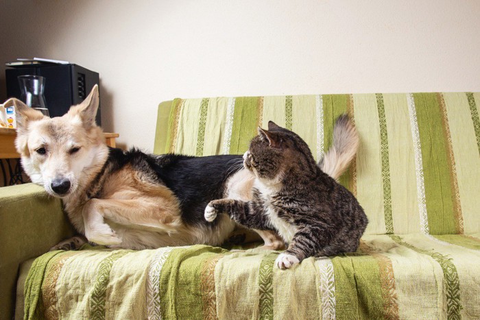 同居犬を殴る猫