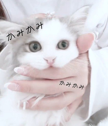 夢中で指をカミカミする猫