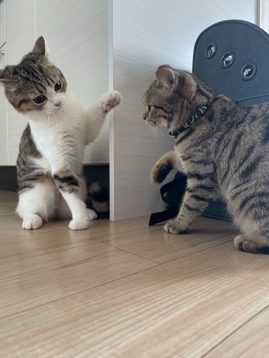 じゃれる子猫たち