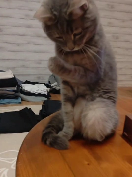 机に座る猫