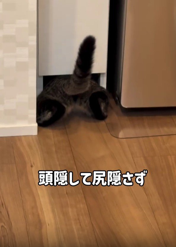 挟まる猫