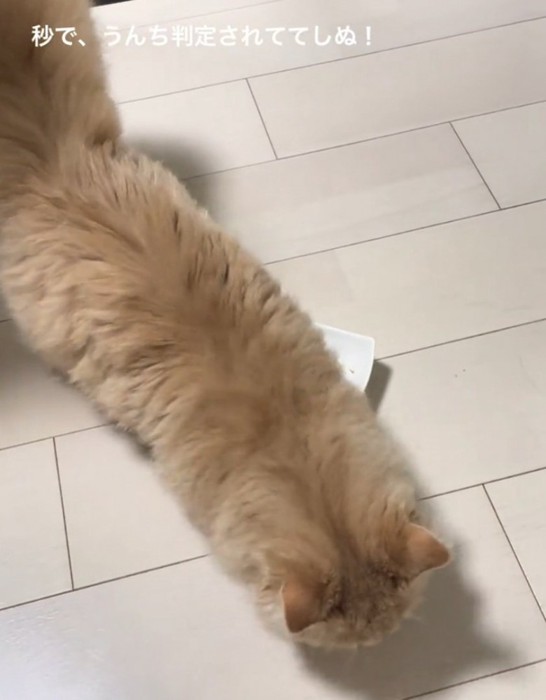 床をホリホリする猫