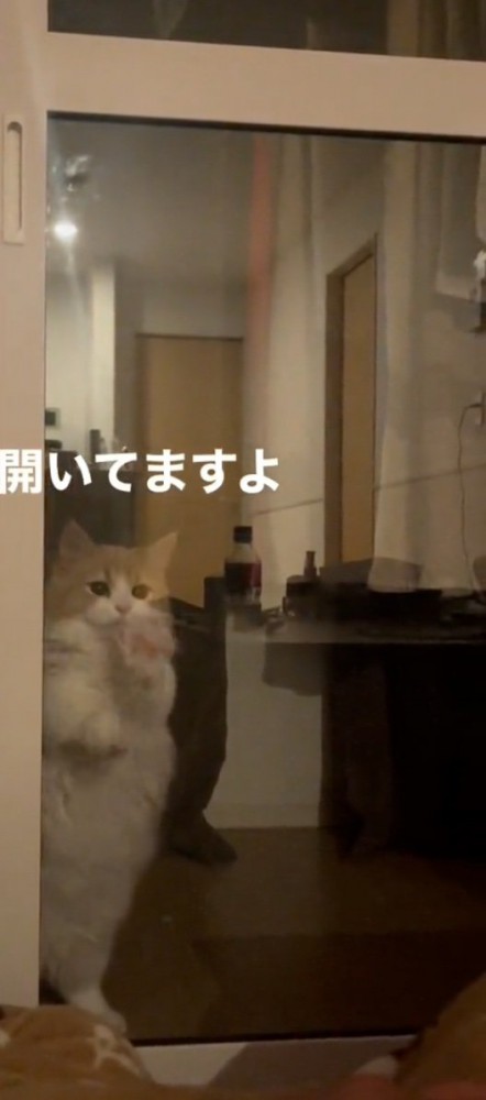 扉を擦る猫