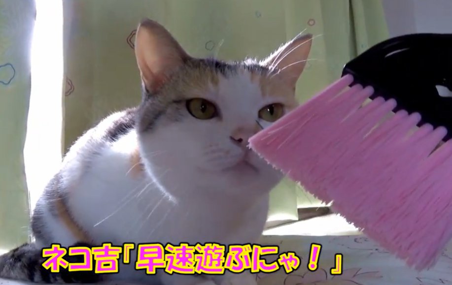 ミニほうきの匂いを嗅ぐ猫