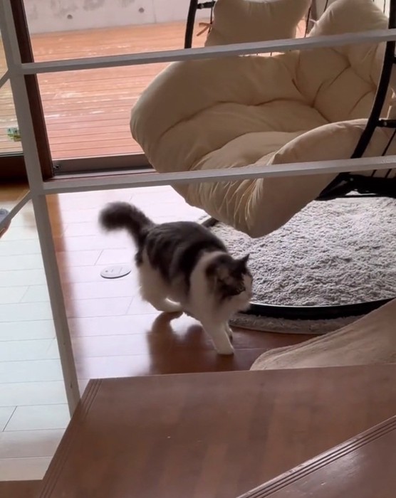 チェアから離れる猫