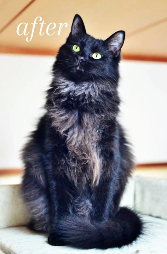 現在のアルバくん