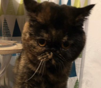 サビ猫の顔アップ