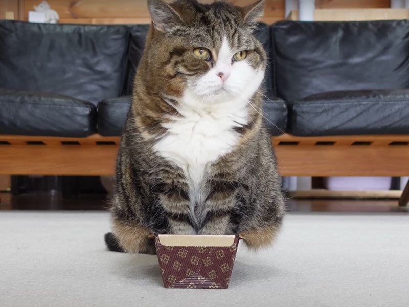 パウンドケーキ型の中に座る猫