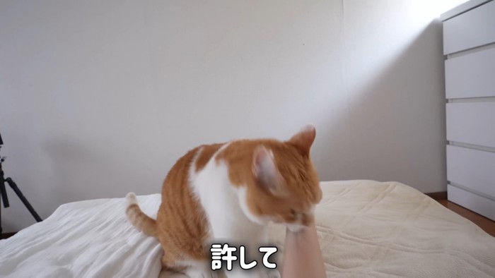 手を噛む猫