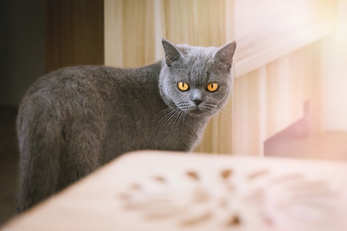 後ろを振り向く猫