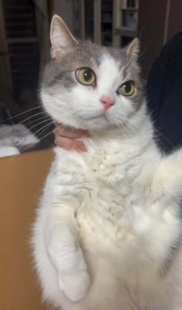 首を押さえられる白黒猫