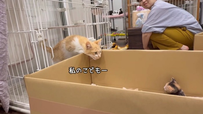 お部屋をのぞきこむピーポーちゃん