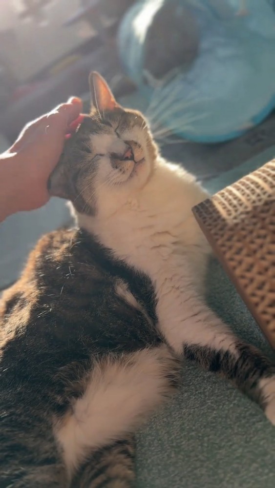 頭をなでられる猫