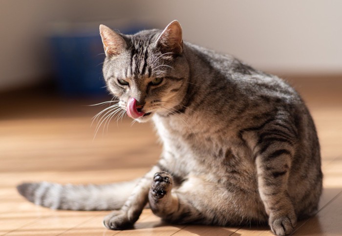 不機嫌そうな表情で口の回りを舐める猫