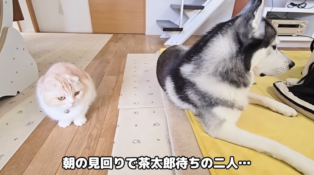 リビングに座っているスコティッシュフォールドとハスキー犬