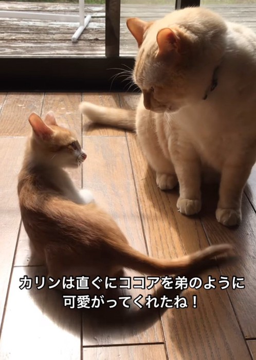 成猫を睨む子猫