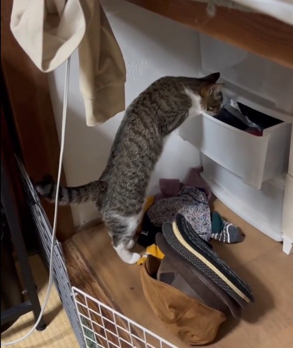 中を凝視する猫