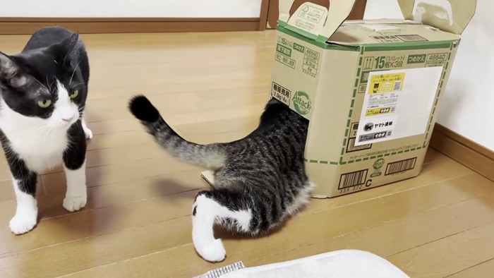 段ボール箱に入っていく猫と横で見ているハチワレ猫