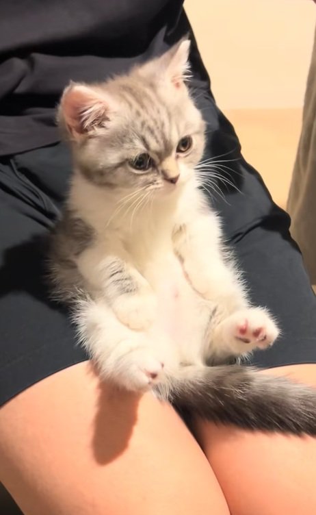 膝の上に座っているミヌエットの子猫