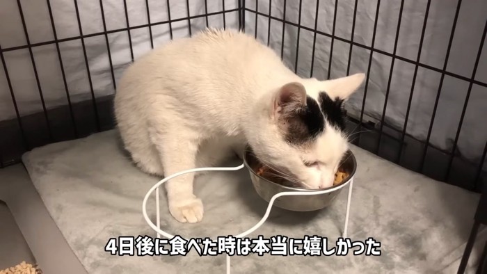 ごはんを食べる猫