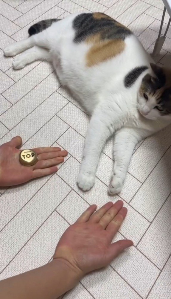 手を広げて正解発表するところを見つめる猫