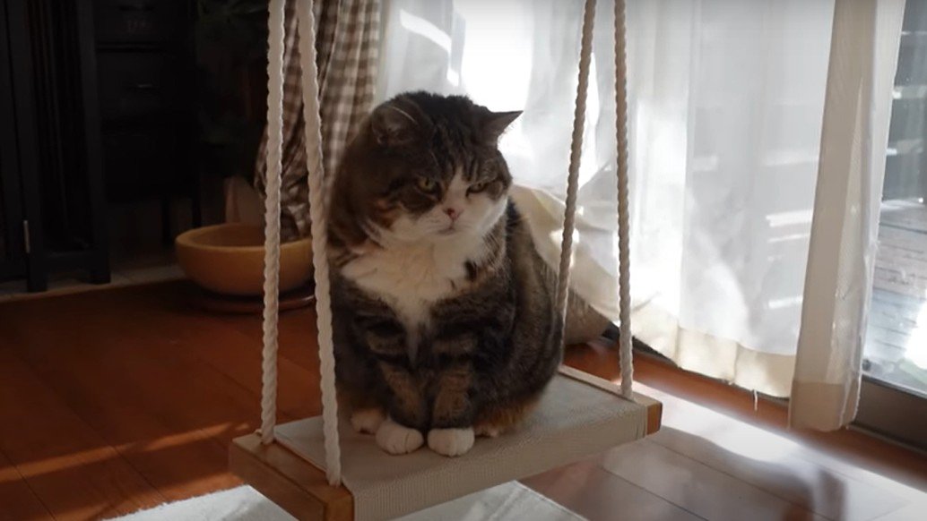 ブランコの上でお座りする猫