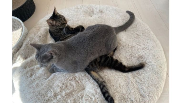 室内にいる猫たち