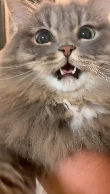 カメラに向かって鳴く猫