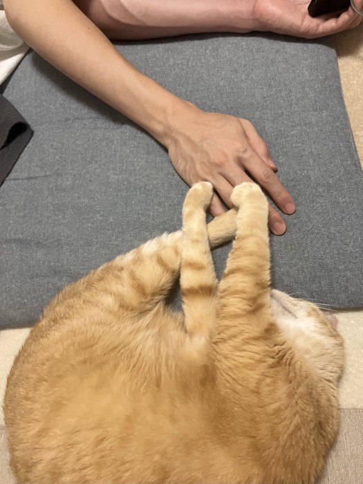 飼い主の手に手足を重ねる猫の様子