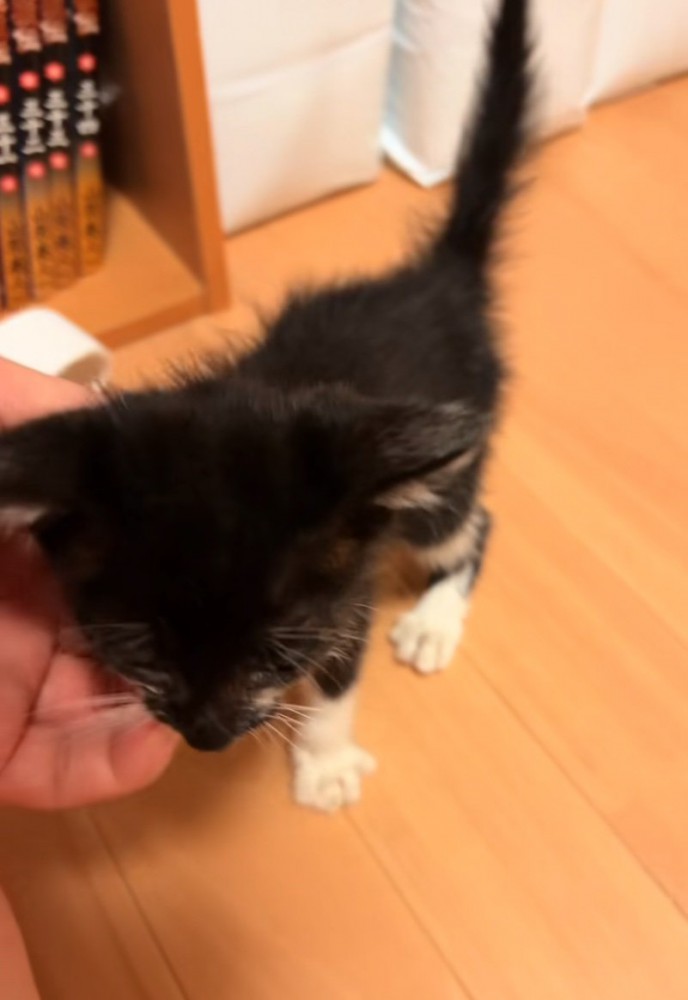 撫でてもらう子猫