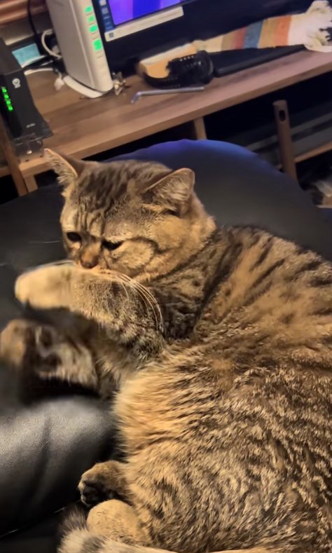 寝転がって両前足を浮かせながら目を半分開いている猫